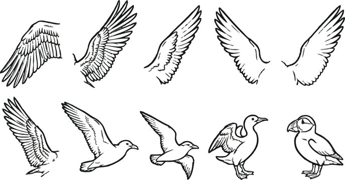 Set of hand drawn bird wings and flying sea birds sketch