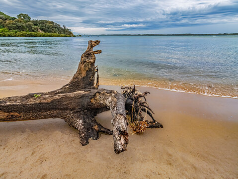 Calm Sea Ib Bay With Stump On Beach