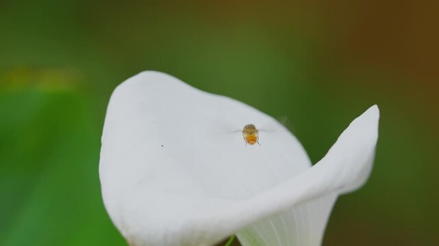 Insect gathering pollen from a large white lilly flower in summer. Hornet fly collecting nectar