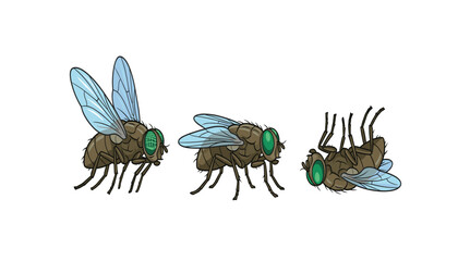 Housefly insect lifecycle vector collection showing fly in flying pose, sitting position, and dead posture on back for pest control infographic design