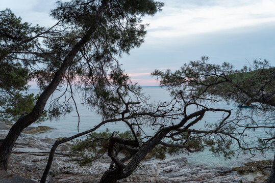Striking pine trees lean towards the Blue Flag bay of Veli Žal. Mali Lo&scaron;inj, Croatia.