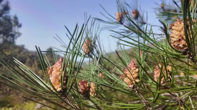 A detailed close-up shot of a vibrant pine tree branch, showcasing its green needles and developing pine cones. The bright sunny day illuminates the natural beauty of the forest.
