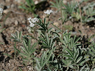 Common Yarrow (Achillea millefolium) blooming along Colorado River Trail in Rocky Mountain National Park, Colorado © Ted Iwabuchi Nature
