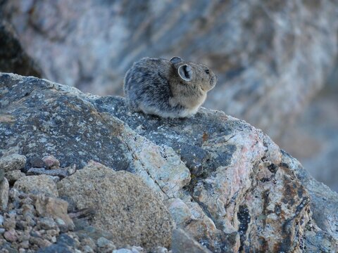 American Pika looking into the distance on rocky cliffs at Rock Cut, Rocky Mountain National Park, Colorado