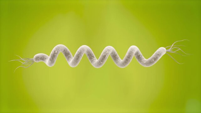 Detailed 3D model of a helically coiled spirochete bacterium, set against a smooth olive green background. Excellent for microbiology educational slides, medical science presentations, clinical resear