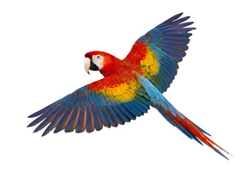 Fototapeta premium Colorful Macaw Parrot in Flight with Outstretched Wings
