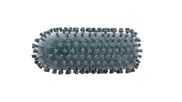 High-detail 3D render of a Rabies virus virion with characteristic bullet shape and surface proteins, isolated on a clean white background with subtle shadows. Ideal for medical textbooks, healthcare 
