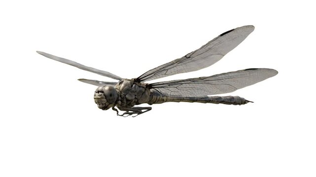 A detailed 3D animation of the giant Carboniferous dragonfly Meganeura flying with realistic wing movement, isolated against a clean white background. Perfect for paleontology documentaries, evolution