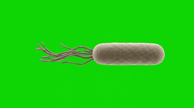 A realistic 3D microscopic animation of a rod-shaped bacterium with multiple flagella at one end, isolated against a chroma key green background. Excellent for microbiology science lessons and clinica