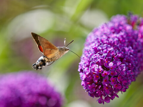 Hummingbird hawk-moth hovering near a purple buddleia flower with wings spread open