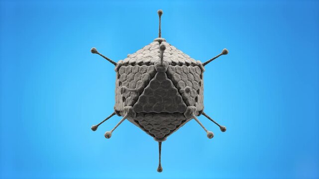 A detailed 3D microscopic render of an icosahedral adenovirus particle with prominent fiber proteins projecting from its surface, rotating slowly against a solid light blue background. Perfect for med