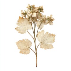 Obraz premium Pressed dried flower with delicate petals and leaves on a white background.