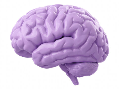Three Dimensional Lavender Human Brain Model Showing Anatomical Details