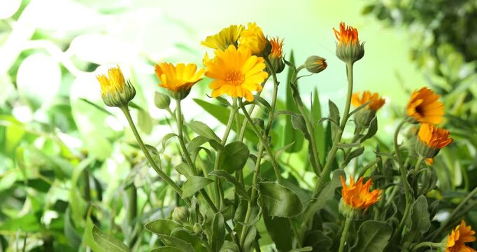 Beautiful calendula flowers growing outdoors, closeup view