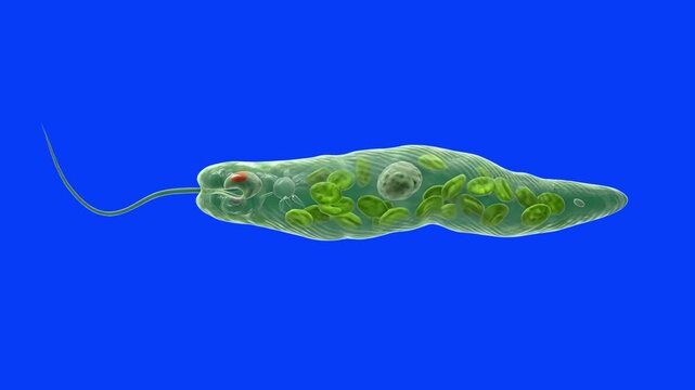 A detailed 3D microscopic animation of a single-celled euglena organism with visible internal chloroplasts and a moving flagellum, isolated against a solid blue chroma key screen. Excellent for educat