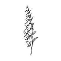 Obraz premium PNG Minimalist botanical line art