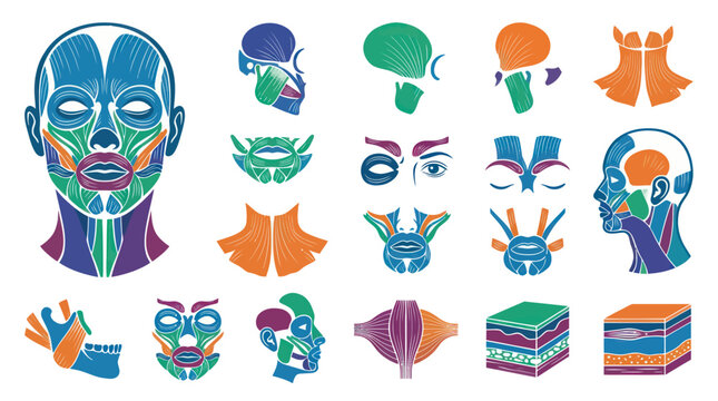 Human Anatomy Muscles Head Face Neck and Brain Vector Art