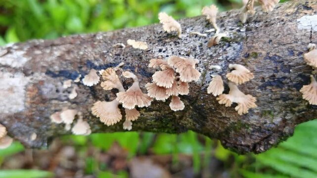 Close-up shot capturing a cluster of Split Gill Fungi (Schizophyllum commune) growing naturally on a decaying, moss-covered tree branch