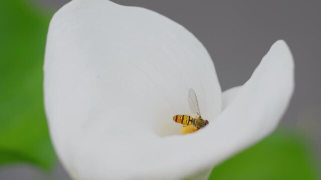 Insect gathering pollen from a large white lilly flower in summer. Hornet fly collecting nectar