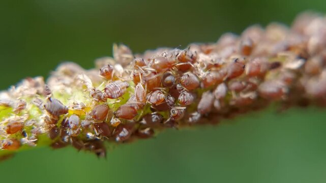 Extreme macro shot of a dense colony of brown citrus aphids (Toxoptera citricida) infesting a green plant stem in the wild.