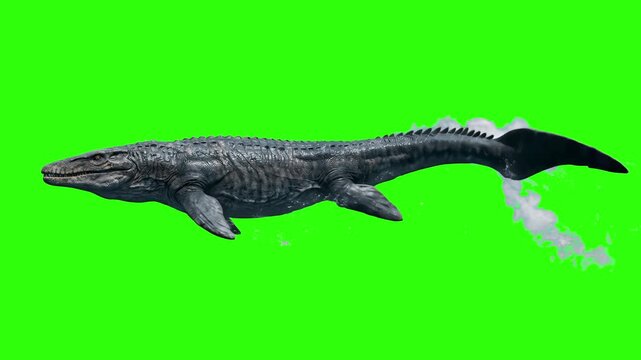 A giant prehistoric Mosasaurus marine reptile diving down, isolated on a chroma key green screen background. Designed for movie visual effects compositing, underwater scene overlays, game trailers, an
