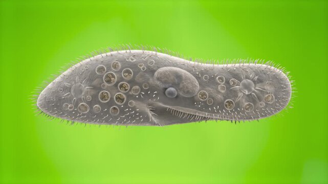 High-detail 3D model of a Paramecium caudatum ciliate unicellular organism with internal vacuoles and cilia structure, isolated on a smooth light green background. Perfect for biology science presenta