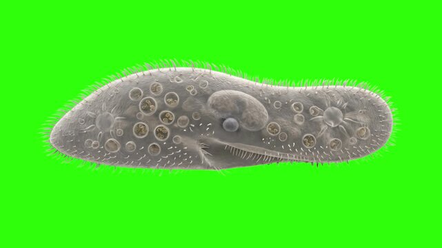 A detailed 3D microscopic animation of a single-celled paramecium organism showing its cilia and internal cellular structures, isolated against a chroma key green screen. Perfect for biology lessons, 