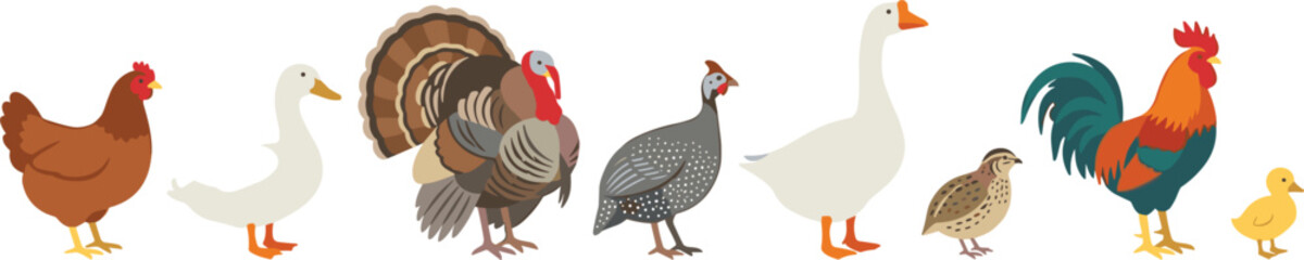 Domestic Poultry Bird Species Vector Illustration Set Featuring Chicken Duck Turkey Guinea Fowl Goose Quail Rooster and Duckling © Ruhul