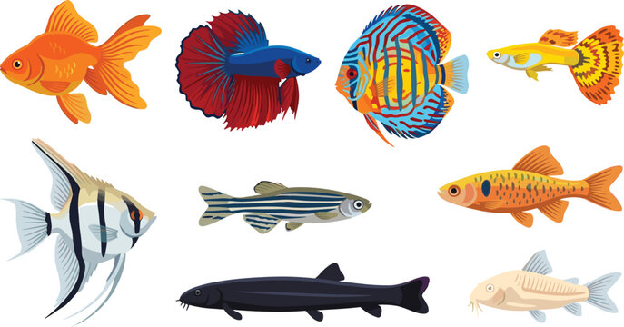 Freshwater Aquarium Fish Species Vector Set Featuring Goldfish Betta Discus Guppy Angelfish Zebra Danio and Corydoras Catfish Illustrations