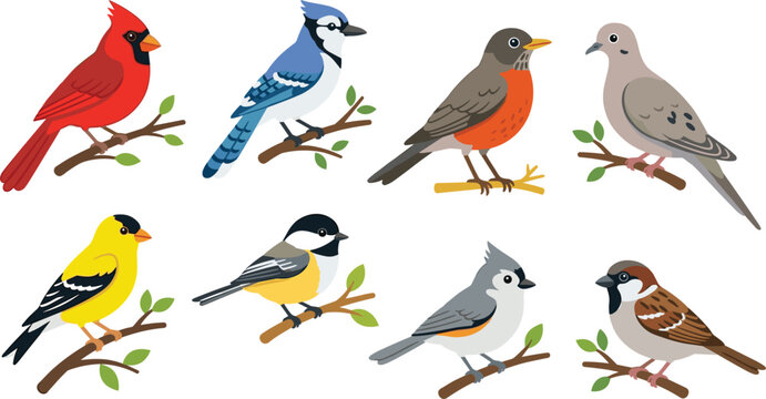 North American Backyard Bird Species Vector Set Featuring Cardinal Blue Jay Robin Dove Goldfinch Chickadee Titmouse and Sparrow Illustrations