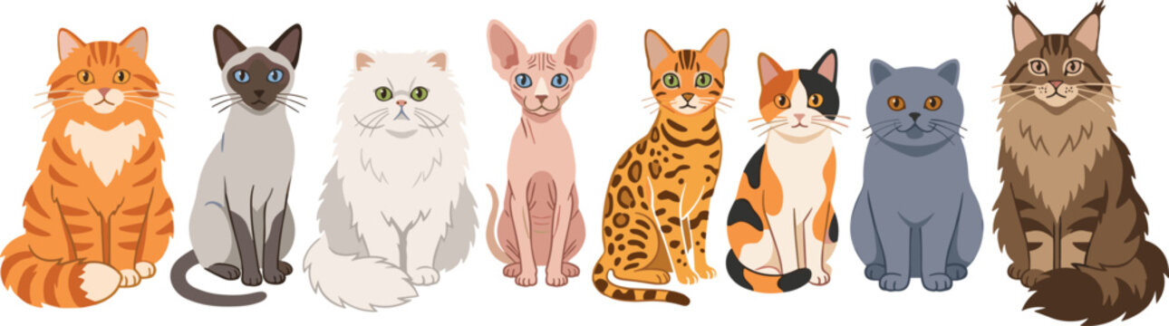 Popular Domestic Cat Breeds Vector Set Featuring Persian Siamese Bengal Sphinx British Shorthair Maine Coon and Calico Illustrations