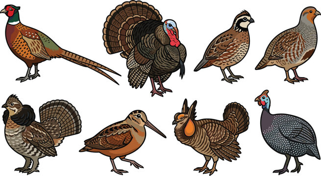 Upland Game Bird Species Vector Illustration Set Featuring Ring-Necked Pheasant Wild Turkey Bobwhite Quail Partridge Ruffed Grouse Woodcock Prairie Chicken and Guinea Fowl