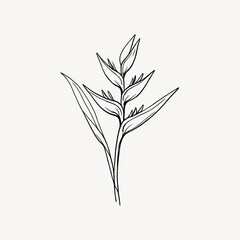 Obraz premium Minimalist line drawing of a tropical plant with pointed leaves.