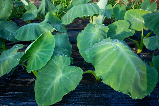 Green Taro Leaves In Garden