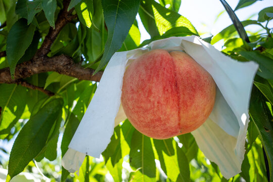 Ripe Peach Growing On Tree