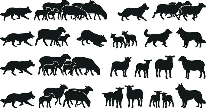 Black sheep and sheepdog vector silhouettes set featuring a flock of ewes lambs and herding border collie dogs isolated on white background