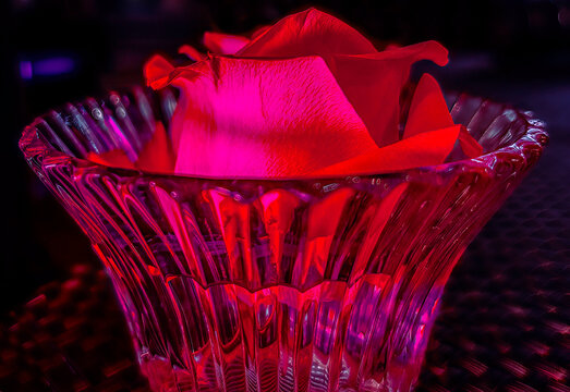 Closeup of a  solitary red rose bud floating in a glass vase coloured lighting nobody
