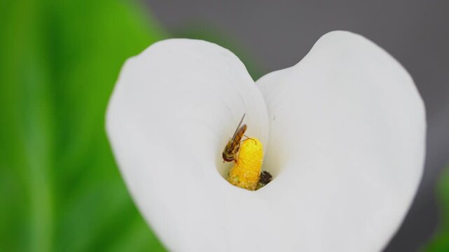 Insect gathering pollen from a large white lilly flower in summer. Hornet fly collecting nectar