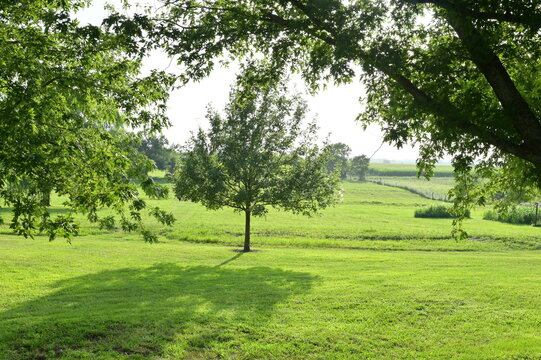Grass and Trees in a Yard