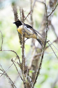  King of Saxony bird-of-paradise (Pteridophora alberti) is a bird in the bird-of-paradise family (Paradisaeidae). This photo was taken in Mt.Hagen, Papua New Guinea.