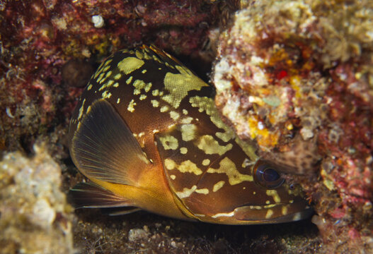 Dusky Mediterranean grouper