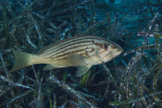 Golden grouper - Epinephelus costae from Cyprus