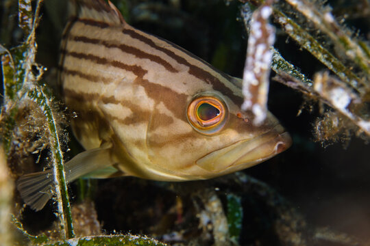 Golden grouper - Epinephelus costae from Cyprus