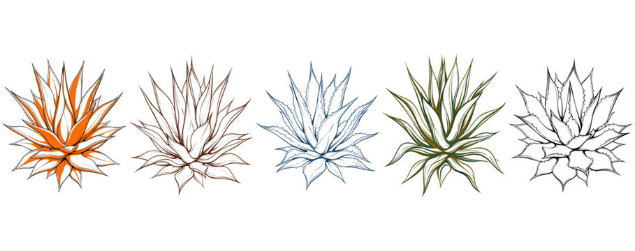 Agave plant set. Vector line art illustration. Desert botanical tequila theme. Ideal for t-shirt design and apparel. Suitable for labels, stickers, and posters.