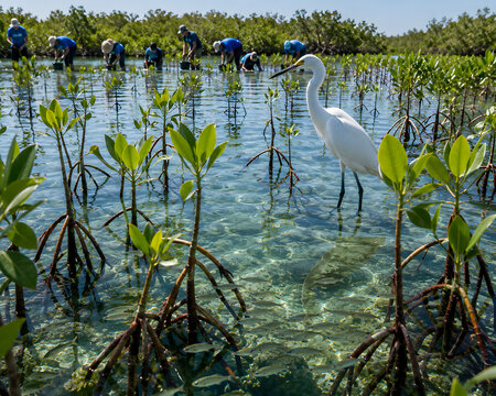 The Fish Are Here &mdash; The Egret Is Here &mdash; The Mangroves Are Growing &mdash; The Volunteers Are Still Planting &mdash; The Recovery Is the Story &mdash; Not the Devastation