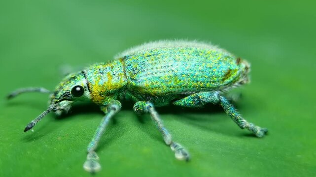 A detailed macro shot capturing a gold-dust weevil insect (Hypomeces pulviger), also known as a green weevil, resting on a lush green leaf.