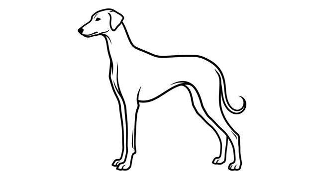 Elegant Azawakh dog standing in profile silhouette. Sleek African sighthound breed vector illustration for design projects.