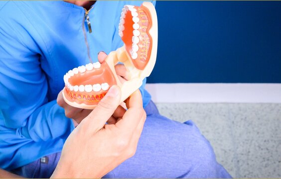 Dentist explaining oral anatomy with dental model during patient consultation in modern dental clinic