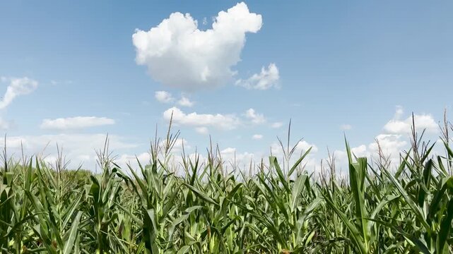 Rural charm in the heart of farming, An eco-friendly cultivation landscape, Breathtaking nature and agriculture, Corn stalks standing strong in summer, The sound of rustling leaves in the wind