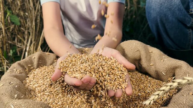 Harvest time on the farm, hands displaying fresh grains, appreciating fresh food sources, self-sufficient farming practices, wheat grains ready for milling, connection to sustainable farming, grains